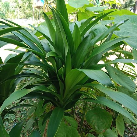 מלון קו לנטה Som Palmgarden מראה חיצוני תמונה