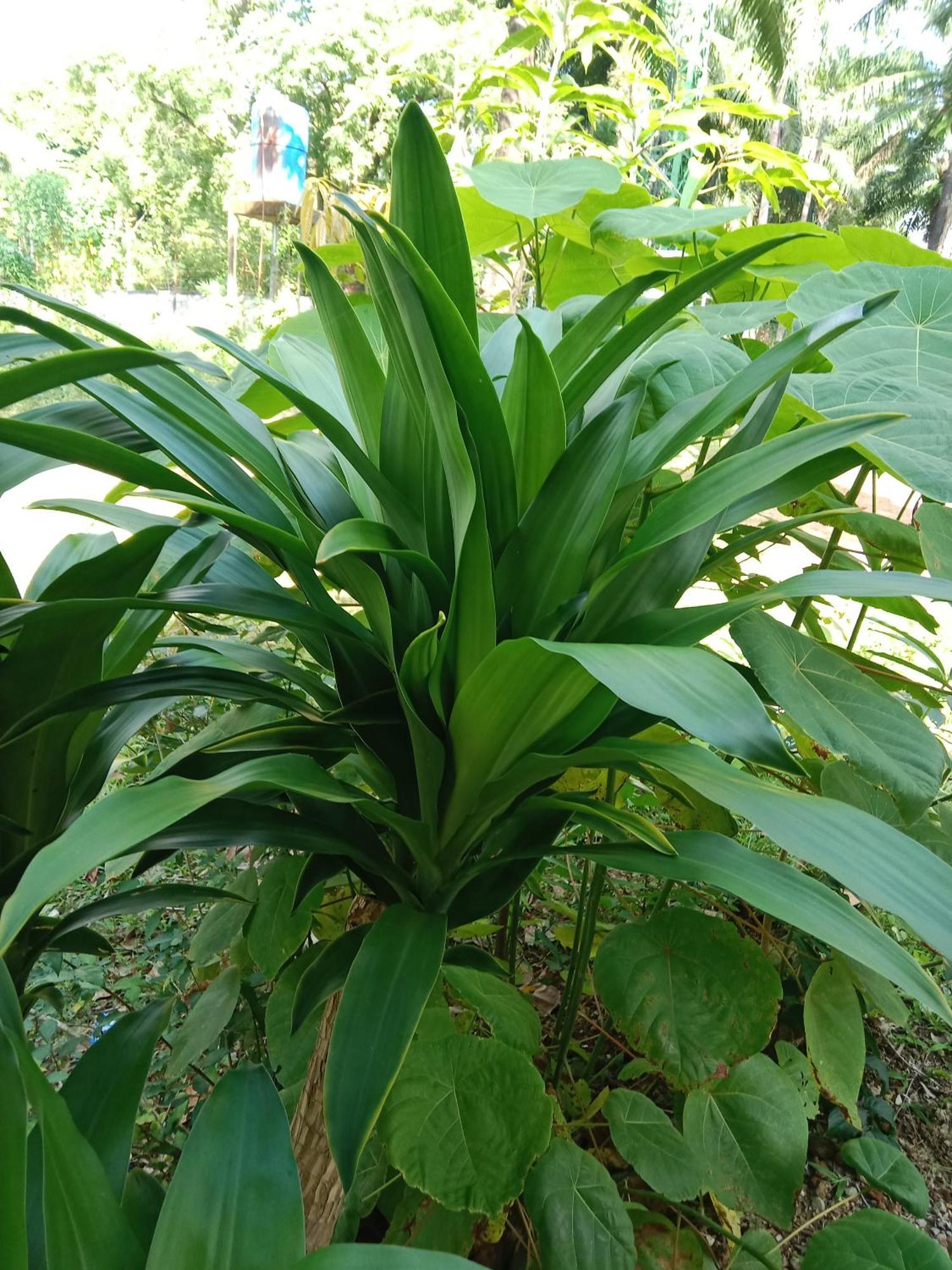 מלון קו לנטה Som Palmgarden מראה חיצוני תמונה