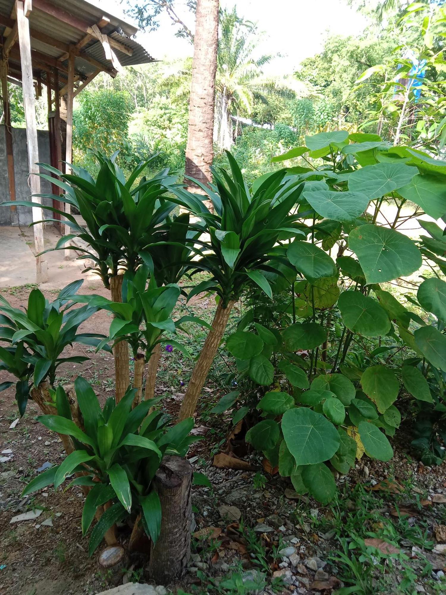 מלון קו לנטה Som Palmgarden מראה חיצוני תמונה
