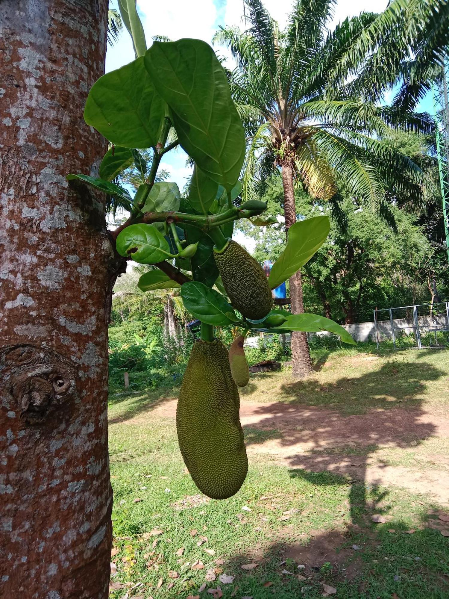 מלון קו לנטה Som Palmgarden מראה חיצוני תמונה