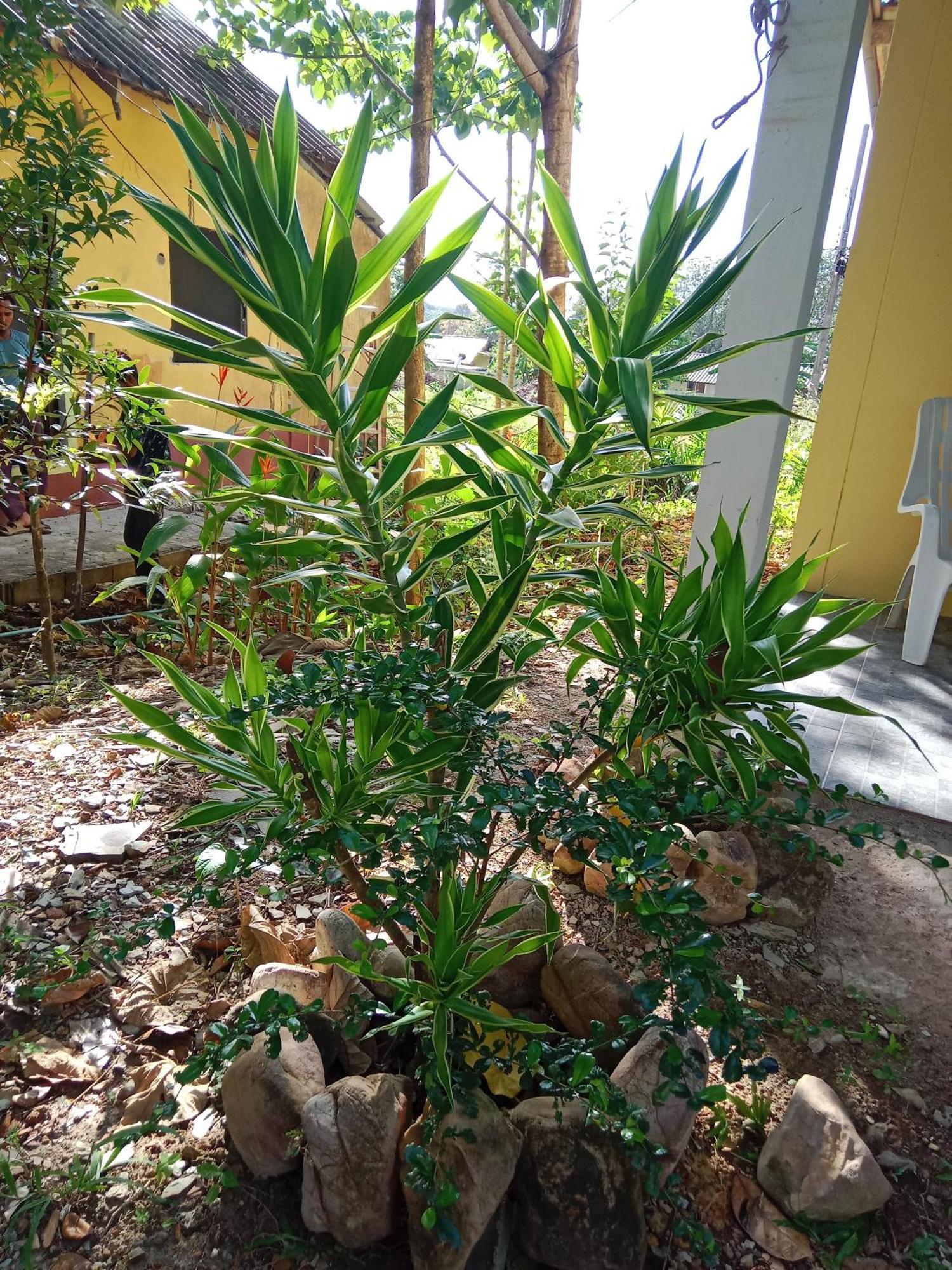 מלון קו לנטה Som Palmgarden מראה חיצוני תמונה