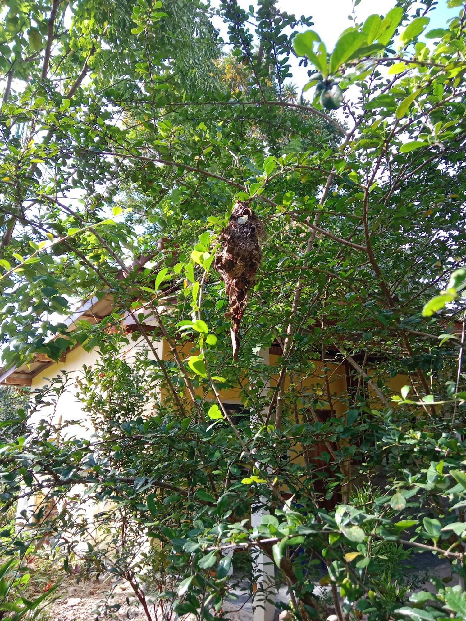 מלון קו לנטה Som Palmgarden מראה חיצוני תמונה